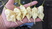 Jay's White Ghost Scorpion - Pepper Seeds - White Hot Peppers